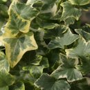 잉글리쉬 아이비-골드 차일드-English Ivy, Common Ivy 'Gold Child' (Hedera helix) 이미지