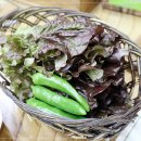 보성식육식당 이미지