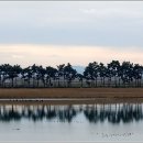 소나무 풍경 이미지