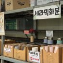 파주양돈단지(2) | 파주 조인폴리아 식물 구입후기 / 가격 / 대형화훼단지