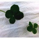 네잎클로버 이미지