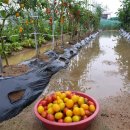 광성농장 이미지