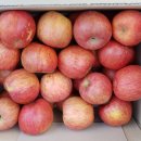 맛있는 부사 사과 10kg 38,000원(택포) 이미지