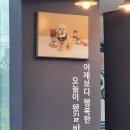 수원 반려동물 사진관 아임달스튜디오 에서 견생샷 증멍사진 찍고 온 후기