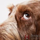 영등포 동물병원 이미지