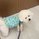 쿨&미 피부미인 | 바잇미 산리오 강아지 쿨티 후기! 포차코 버그쉴드 쿨베스트, 8.7kg 비숑 2XL 착용