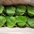 깻잎농원 이미지