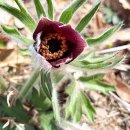 이흥우「난」 이미지