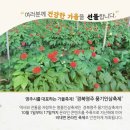 경북영주 풍기인삼축제 이미지