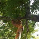 고영삼복싱아카데미 이미지