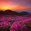 산철죽 군락지 이미지