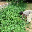 고성텃밭영농조합법인 이미지