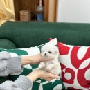 멍스타 김포강아지 분양 이미지