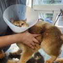 고양이이발관(부천신중동점) 이미지