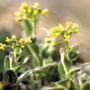 꽃다지 앞 이미지