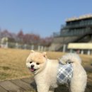 제이독애견카페