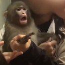 여우사람 이미지