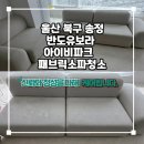 아이비 동물병원 | 울산쇼파청소 소파청소를 해야하는 이유