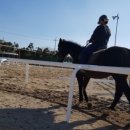 시흥승마힐링체험장 이미지