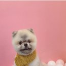 퐁키살롱 이미지