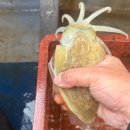 인천산업유통사업조합 | 오이도 안산호 인천 쭈꾸미 갑오징어 낚시 졸업식