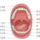 목젖 부음 원인 및 부었을때 대처 방법 : 염증 통증 이미지