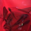 태안호스릴-41 | 태안 몽산포 가볼만한곳 망둥어 낚시와 저녁해루질로 큰새우 잡은 3박 4일 가족여행 후기