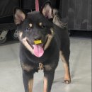 행복한깜시 이미지