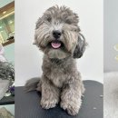 룰루랄라 애견미용실 이미지