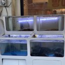 추도 화장실 | 천안 불당동 깨끗한 횟집 우럭회 맛집 추도우럭 솔직 후기