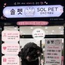 솔펫 애견미용놀이터 | 대구 애견미용 [솔펫] 내돈내산후기