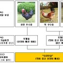 토종닭, 우리맛닭 (국립축산과학원) 생산 모식도 이미지