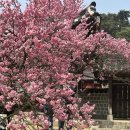 (주)이순신주유소 | 아산 현충사 홍매화 실시간 아이와함께 다녀온 이순신전시관 관람까지
