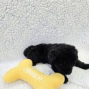 봉산동 강아지 이미지