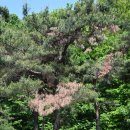 소나무부분정비 이미지