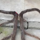 무학사슴농장 이미지