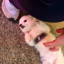 신통큰짬뽕 이미지