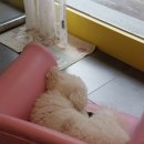 꿀강아지 테리하우스 이미지