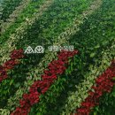 바오밥나무기타 | 가을 나들이 장소 눈물의여왕 촬영지인 핑크뮬리가 흐드러진 수원 일월수목원 모네기획전과 밤빛정원