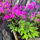 산과바다산약초