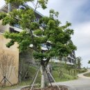 더큐브리조트제주 이미지