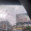 알럽도그 이미지