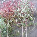 남천고을 이미지