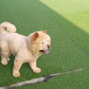 공감애견학교 유치원,호텔 이미지