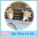 경상남도수목원 체험학습장 | 부산 울산 근교 아이와 함께 가볼만한 곳 거제 숲소리 공원 양떼가족놀이터 경남 여행