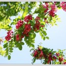 꽃아까시나무(인천대공원)....2024.5.8 이미지