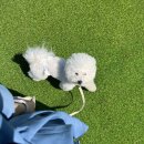코지독애견호텔