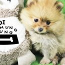 가정견1회분양 이미지