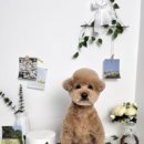 더빛나개 이미지