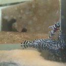 쉬림프홀릭 이미지